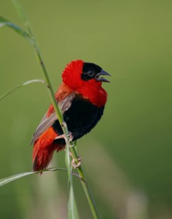Northern northern red bishop