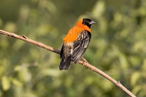Black Bishop