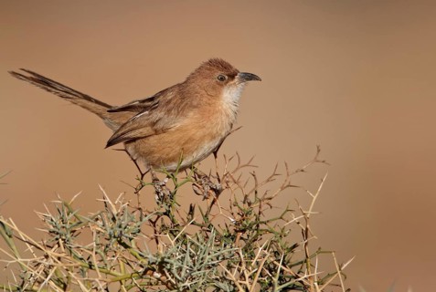 Fulvous Scimitar Babbler