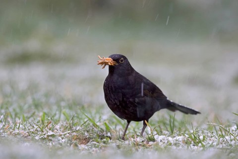 European blackbird