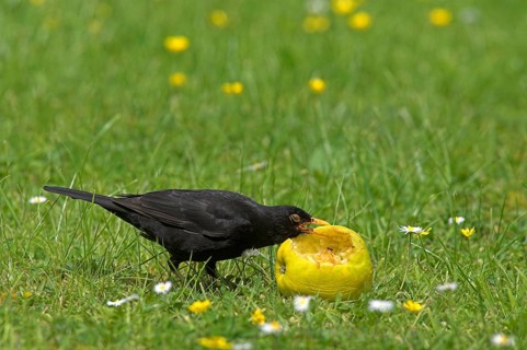 Blackbird