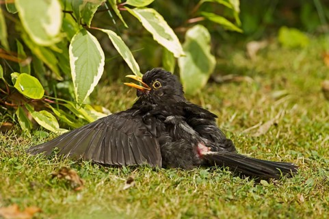European blackbird