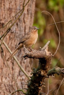 Striped Scimitar Babbler