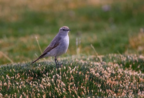Puna Groundtyrant