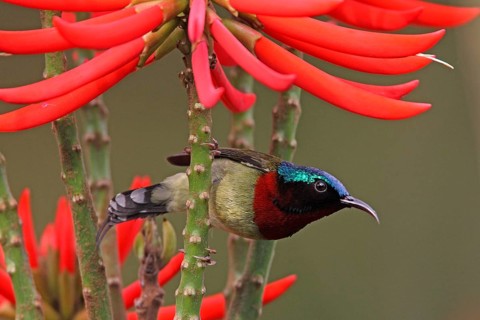 Hainan Sunbird