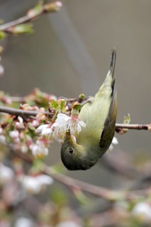 Gould's Sunbird