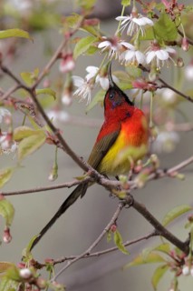 Gould's Sunbird