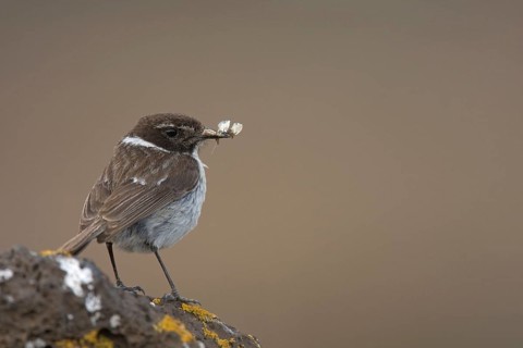Canary islands stonechat