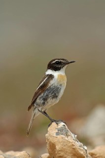 Canary Islands Chat