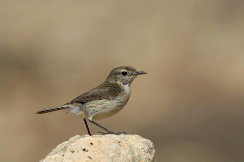 Canary Islands Chat
