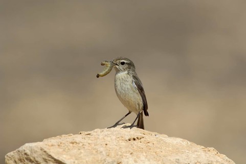 Canary Islands Chat