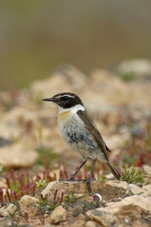 Canary Islands Chat