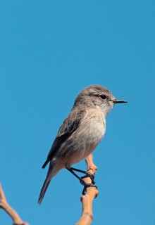 Canary Islands Chat