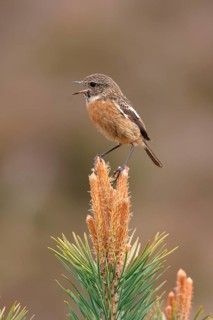 Saxicola torquatusniolan Stonechat