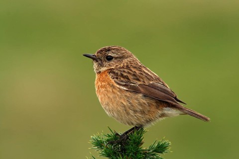 Saxicola torquatusn. Stonechat