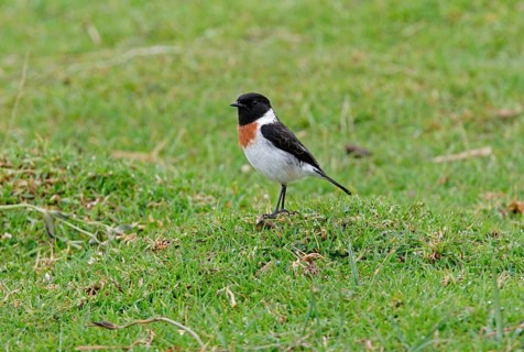 East African Stonechat