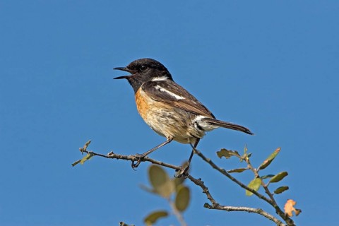 Saxicola torquatusniolan Stonechat