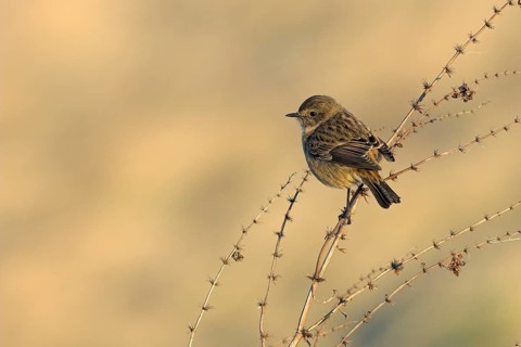 Saxicola torquatusniolan Stonechat