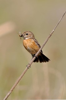 Saxicola torquatusnic Stonechat