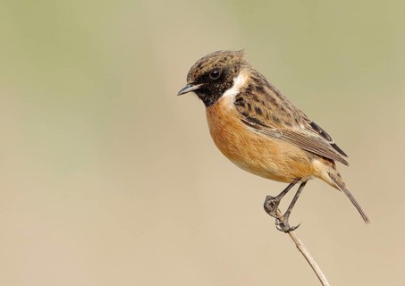 Saxicola torquatusniolan Stonechat
