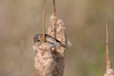 Saxicola torquatusniolan Stonechat
