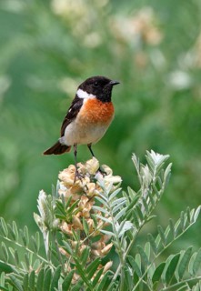 Siberian Stonechat