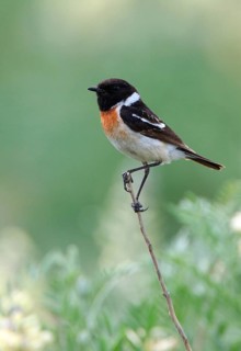 Siberian Stonechat