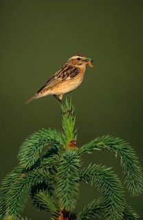 Whinchat
