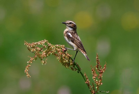Whinchat