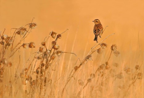 Whinchat