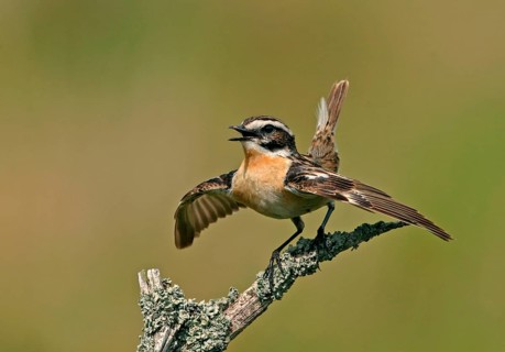 Whinchat