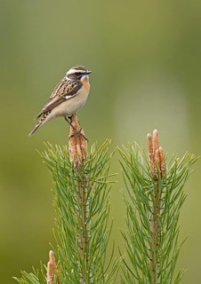 Whinchat