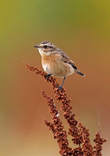 Whinchat