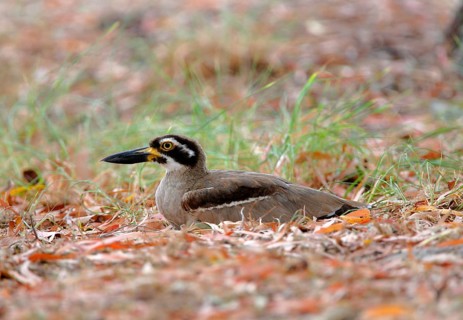 Beach stone-curlew