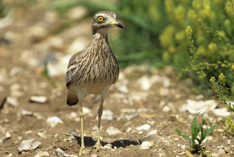 Stone curlew