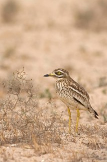 Eurasian stone curlew
