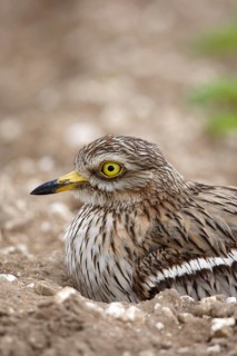 Eurasian stone curlew