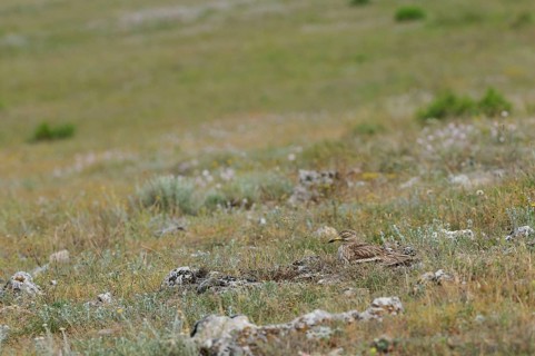 Eurasian Stone-curlew