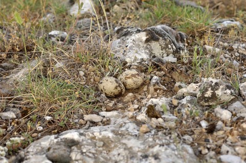 Eurasian Stone-curlew