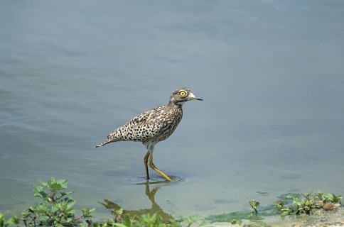 Spotted spotted thick-knee
