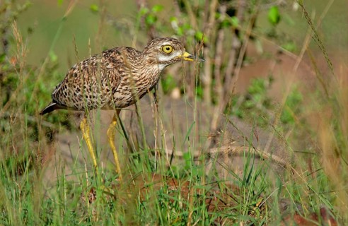 Spotted spotted thick-knee