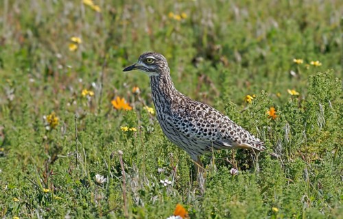 Spotted Dikkop
