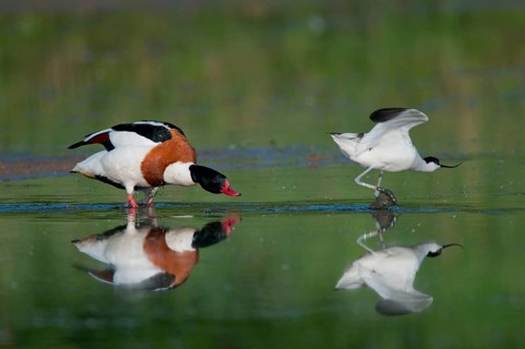 Adult common shelduck