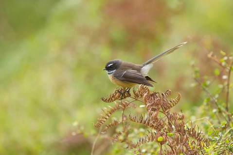 New Zealand Fantail
