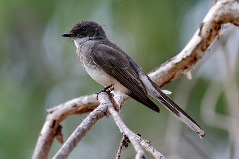 Widow's fantail