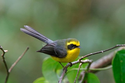 Golden-bellied Fantail