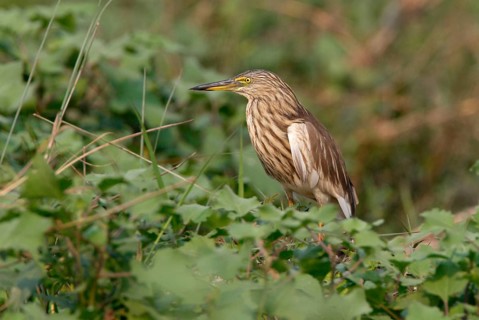 Indian indian pond heron