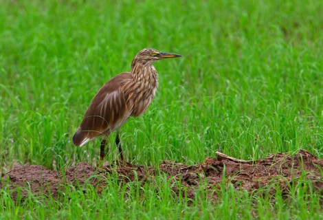Indian indian pond heron