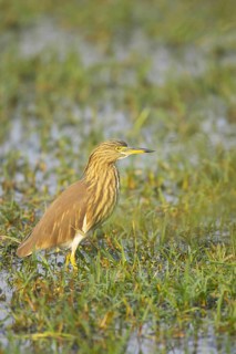 Indian Pond-heron