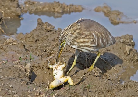 Indian indian pond heron